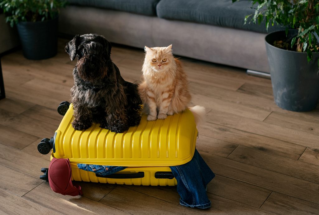 Travel concept with funny dog and cat sitting on suitcase.