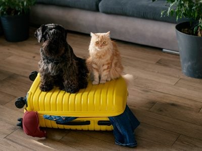Travel concept with funny dog and cat sitting on suitcase.