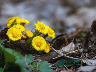 Coltsfoot - Tussilago farfara - yellow flowers in spring forest